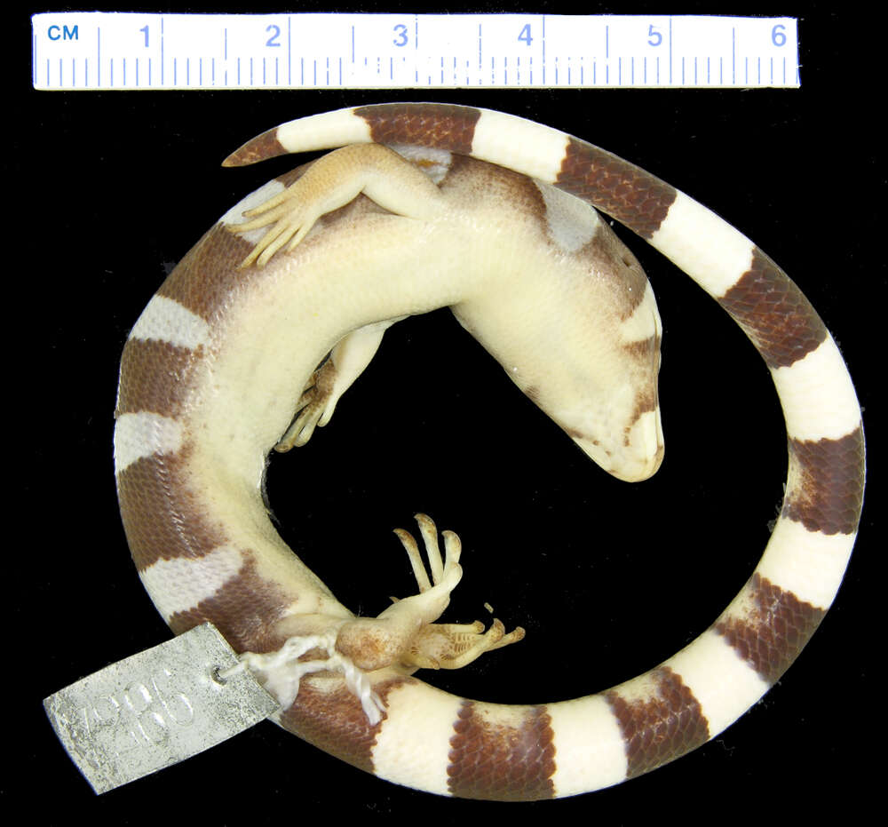 Image of Diploglossus fasciatus (Gray 1831)