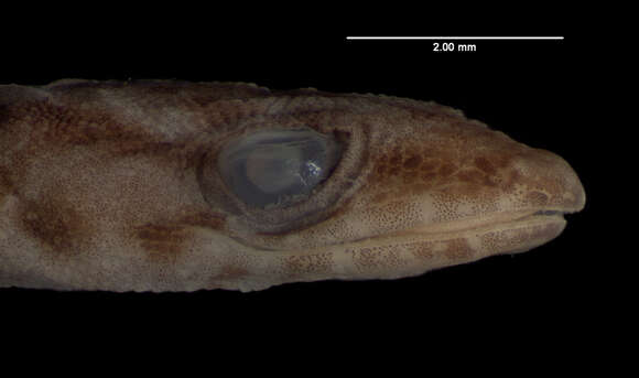Image of Sphaerodactylus savagei savagei Shreve 1968