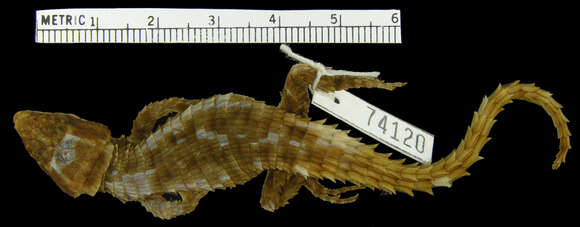 Image of Machado’s Girdled Lizard