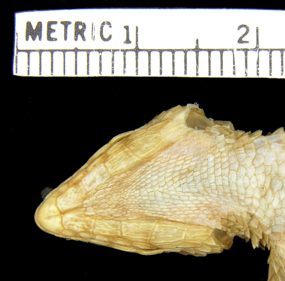 Image of Machado’s Girdled Lizard