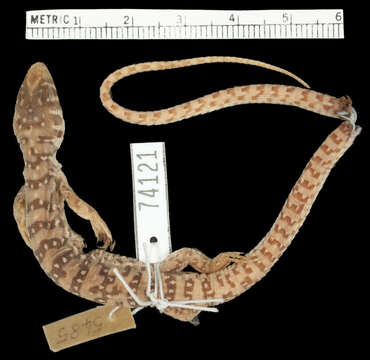 Image of Scaled Sandveld Lizard