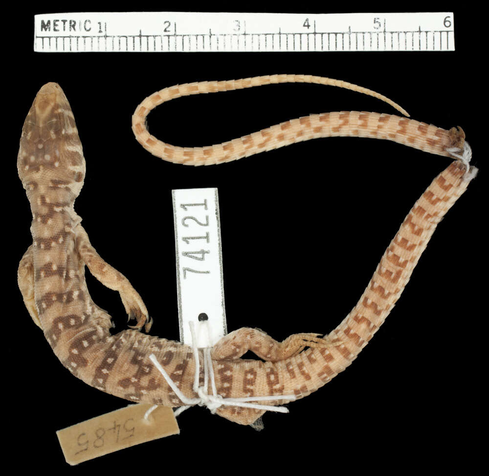 Image of Scaled Sandveld Lizard