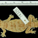 Image of Loveridge’s Rock Gecko