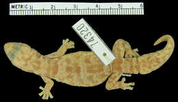 Image of Loveridge’s Rock Gecko