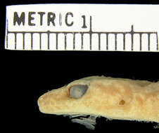 Image of Loveridge’s Rock Gecko