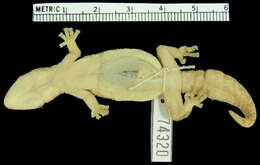 Image of Loveridge’s Rock Gecko