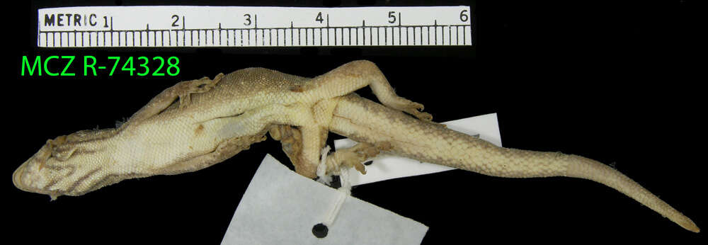 صورة Lygodactylus rex Broadley 1963