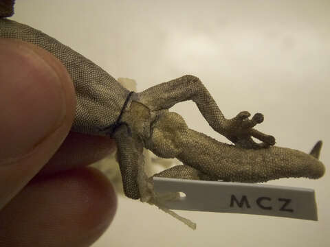 Image of Eastern Spiny-tailed Gecko