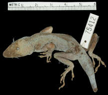 Image of Plymouth Anole