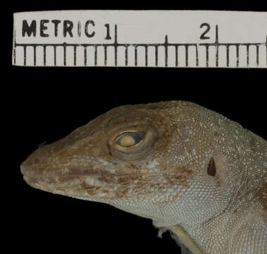 Plancia ëd Anolis lividus Garman 1887