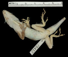 Image of Plymouth Anole