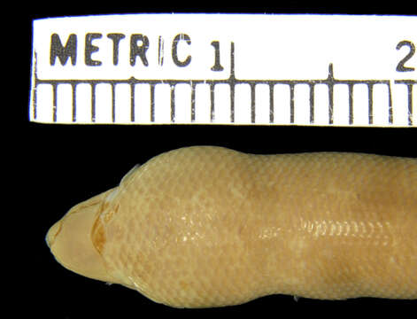 Image de Dibamus seramensis Greer 1985