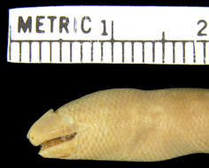 Image of Seram  Blind Skink