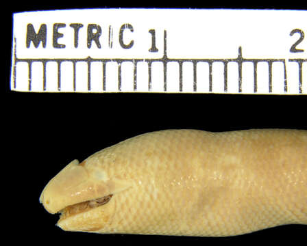 Image de Dibamus seramensis Greer 1985