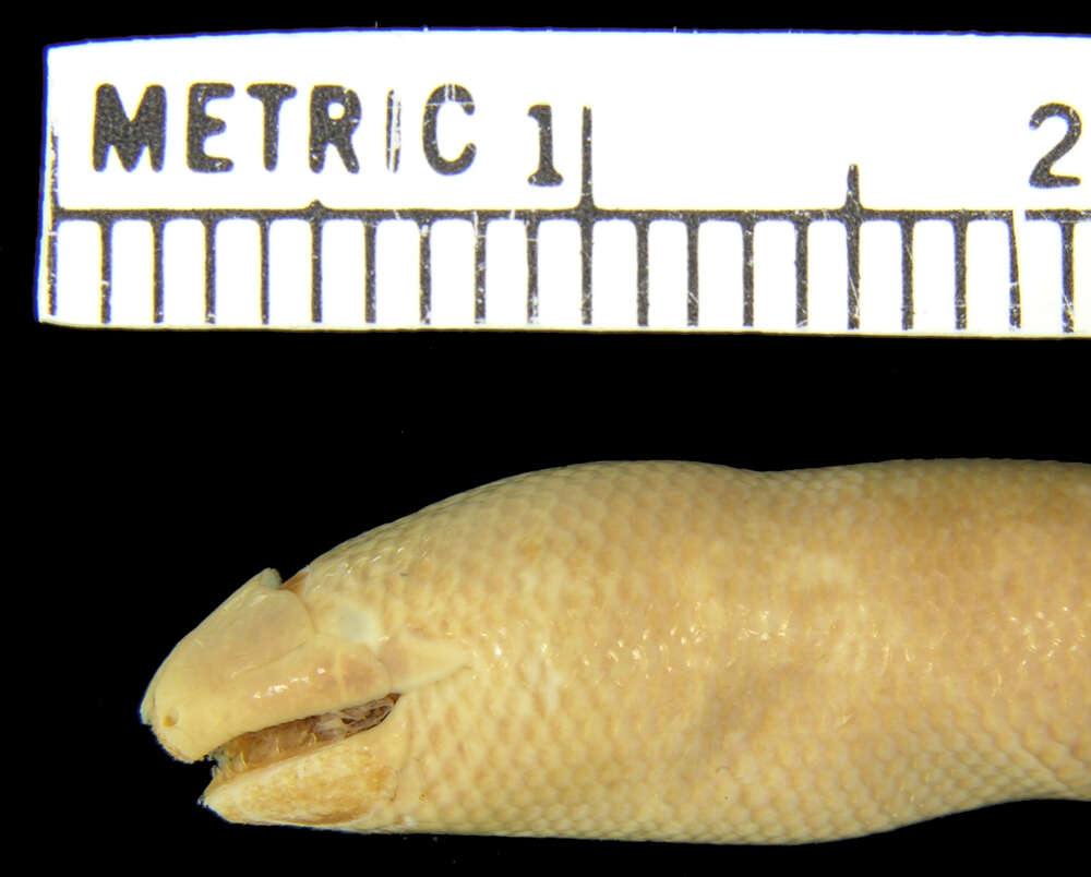 Image of Seram  Blind Skink