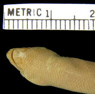 Image of Seram  Blind Skink