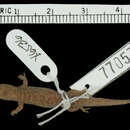 Image of Sphaerodactylus vincenti josephinae Schwartz 1964