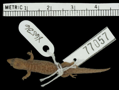 Image of Sphaerodactylus vincenti josephinae Schwartz 1964