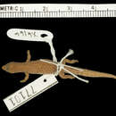 Image of Sphaerodactylus fantasticus hippomanes Thomas 1964