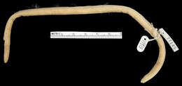 Image of tropical worm lizards