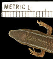 Image of Gymnophthalmus pleei nesydrion Thomas 1965