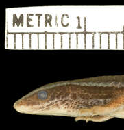 Image of Gymnophthalmus pleei nesydrion Thomas 1965