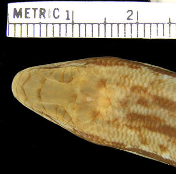 Image of Cuban Galliwasp