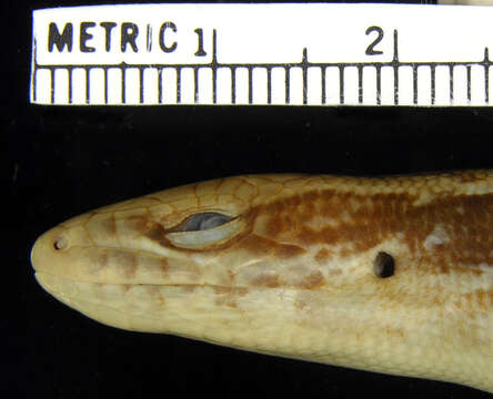 Image of Cuban Galliwasp