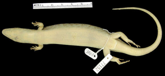 Image of Cuban Galliwasp