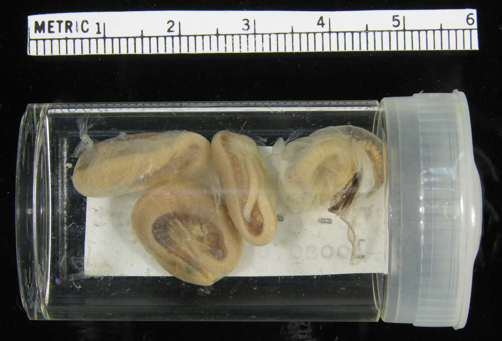 Image of <i>Diploglossus curtissi aporus</i>