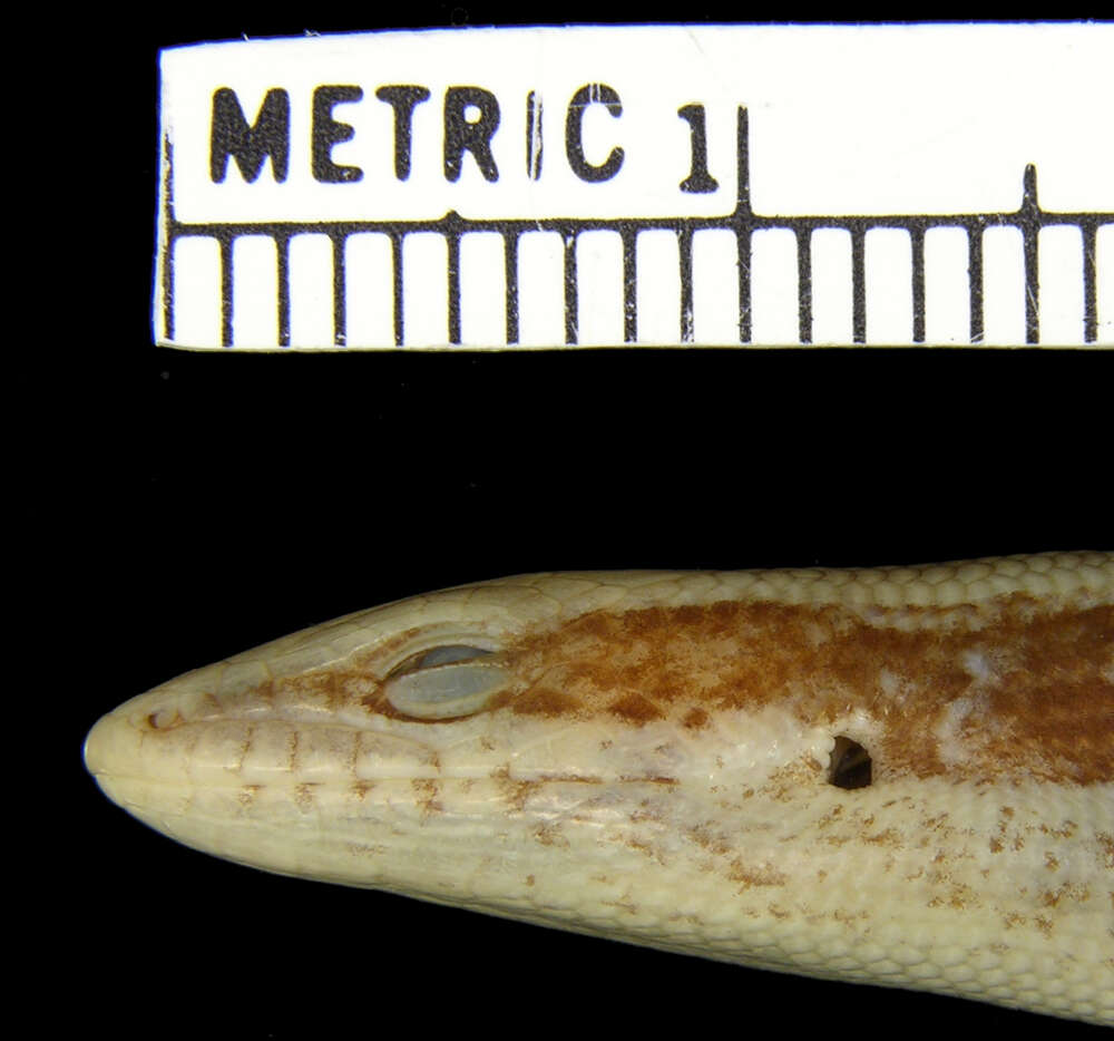 Image of <i>Diploglossus curtissi aporus</i>