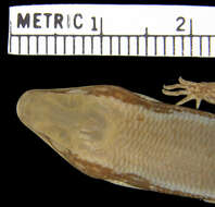 Image of <i>Diploglossus curtissi hylonomus</i>