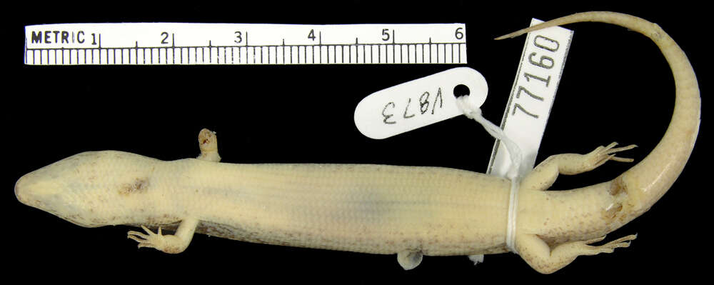 Image of <i>Diploglossus curtissi hylonomus</i>