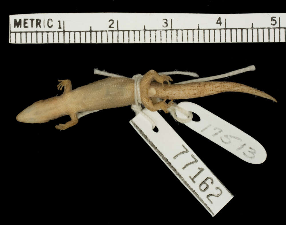 Image of Sphaerodactylus notatus amaurus Schwartz 1966