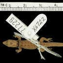 Image of Sphaerodactylus microlepis thomasi Schwartz 1965
