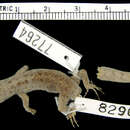 Image of Weisskehl-Gecko