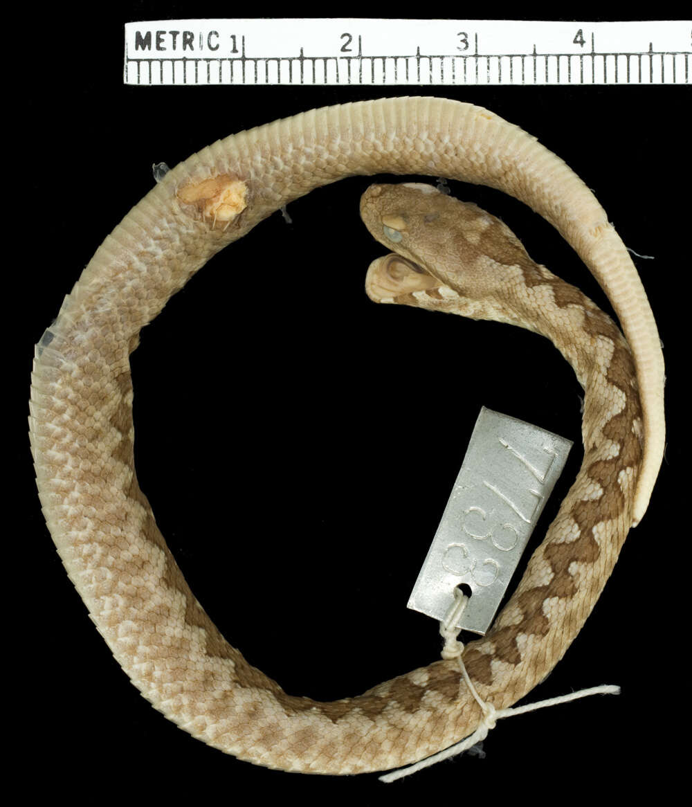 Sivun Vipera ammodytes ammodytes (Linnaeus 1758) kuva