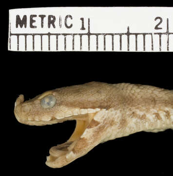 Image of Vipera ammodytes ammodytes (Linnaeus 1758)