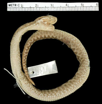 Image of Vipera ammodytes ammodytes (Linnaeus 1758)