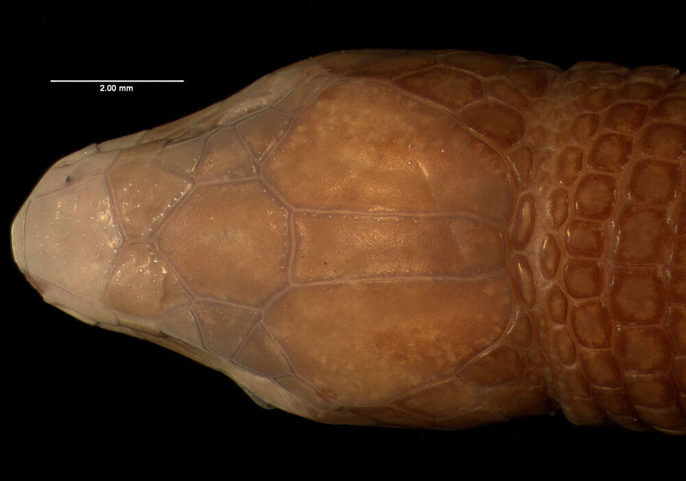 Bachia heteropa (Wiegmann 1856)的圖片