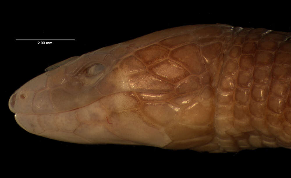 Bachia heteropa (Wiegmann 1856)的圖片