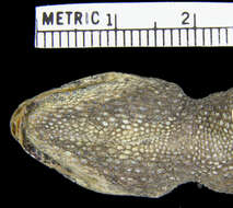 Image of Mt Kenya hornless chameleon