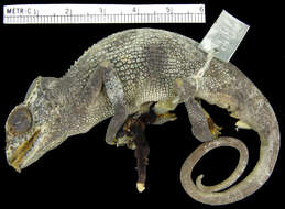 Image of Mt Kenya hornless chameleon