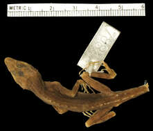 Image of Anolis bremeri bremeri Barbour 1914