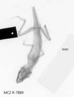 Image of Anolis bremeri bremeri Barbour 1914