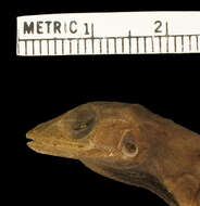 Image of Anolis bremeri bremeri Barbour 1914