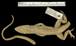 Image of Anolis sagrei greyi Barbour 1914