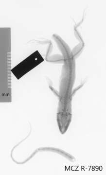 Image of Anolis sagrei greyi Barbour 1914