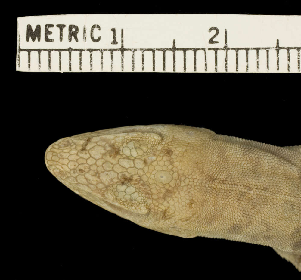 Image of Anolis sagrei greyi Barbour 1914