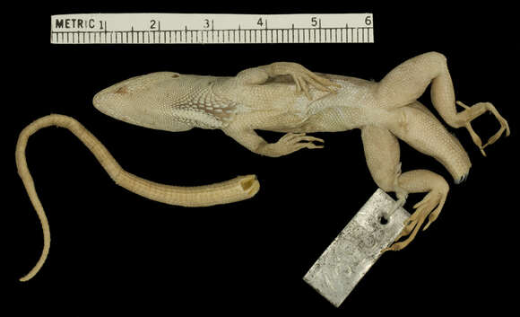 Image of Anolis sagrei greyi Barbour 1914